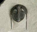 Perfectly Inflated Cryptolithus Trilobite - Pennsylvania #5569-5